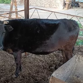 sygyr