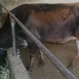 Gysyr Sygyr