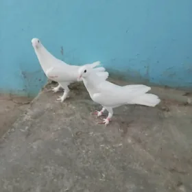 kepderi