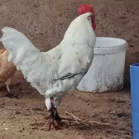 Ýaş horaz