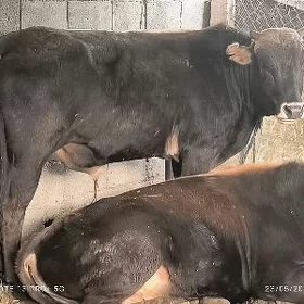 öküz