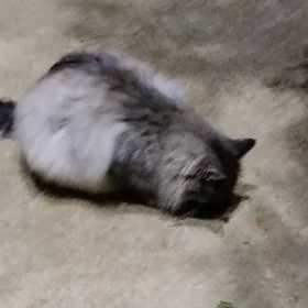 нашли кота