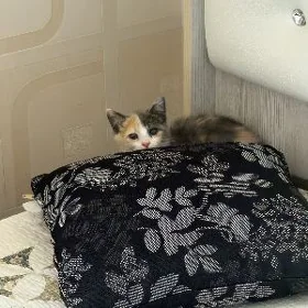 котенок 1.5 месяцев