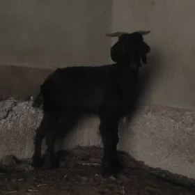 geçi goyun mallar