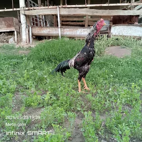 paroda horaz