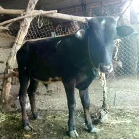 Öküzçe