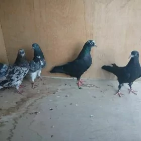 kepderi