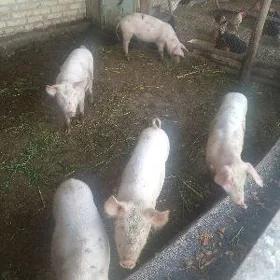 doñuz