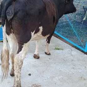 yetik  sygyr