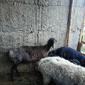 goýun