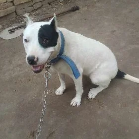 pitbul