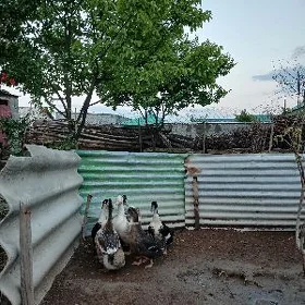 gak gak ördek
