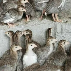 sisarka