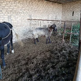 TOHUM GOÇ