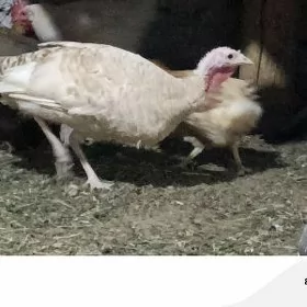 Kürk Induk Owgan paroda