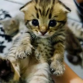 Вислоухие котята мальчики