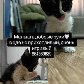 котик в добрые руки