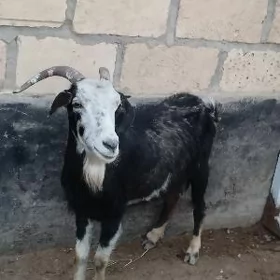 Geci