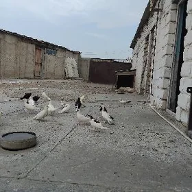 гушлар