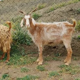 Geci