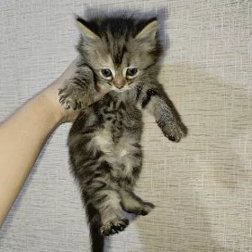 котенок девочка