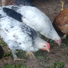 towuk jüyje 5 aýlyk balakly