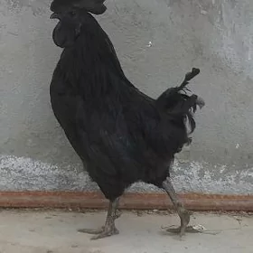 Horoz