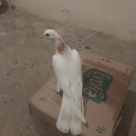 kepderi