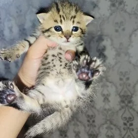 котята прямоушки