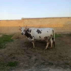 goleli sygyr