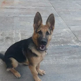 ORGİNAL OVÇARKA.ARASSA KAN.