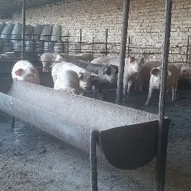 донуз