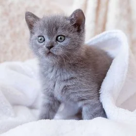 pişik котенок