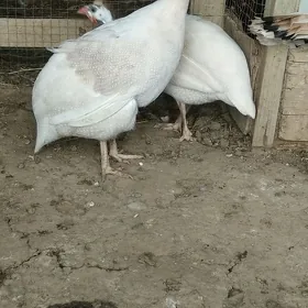 Sisarka