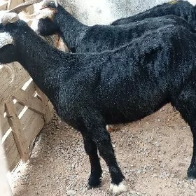 dog erkec owec
