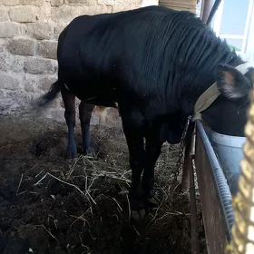 oküz