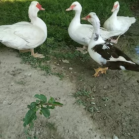 Индаутга