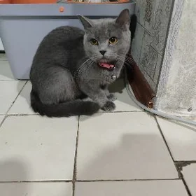 шатлан