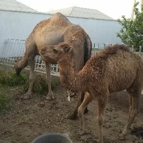 Köşekli düýe