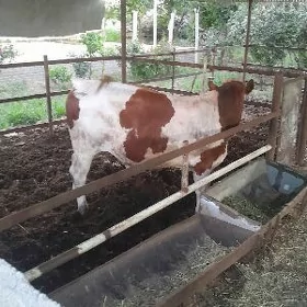 okuz semental
