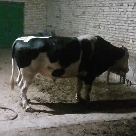 Гара ала окуз