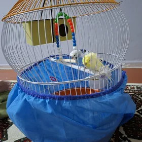 pabugay bantiki