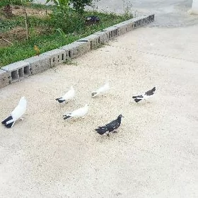 kepderi