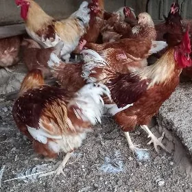 ÝUMURTGA, alty görnüş poroda.