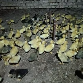 ýaşylbaş ördek jüýje