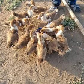 indawutga,ordek juyje