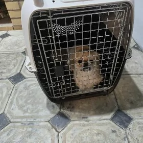 Pekines iti