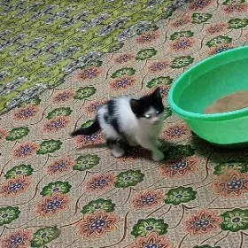 отдам в добрые руки