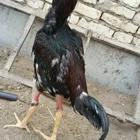 dakan horaz