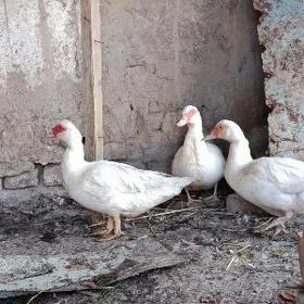 induşka индюшка indautka